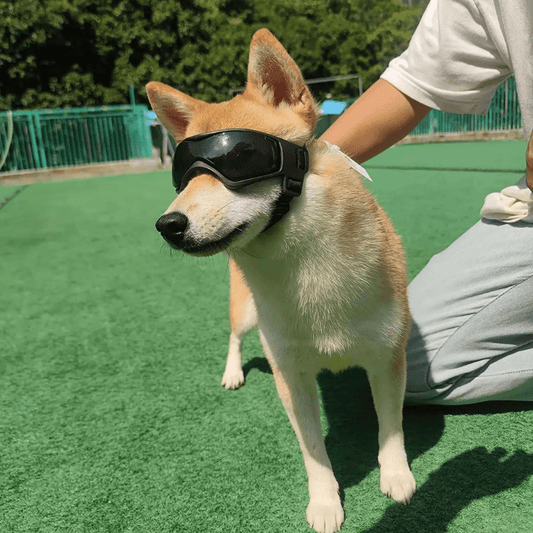 Lunette de protection pour petit chien modele shiba