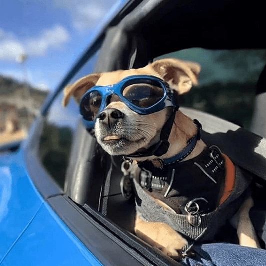 Lunette de soleil pour chien voiture