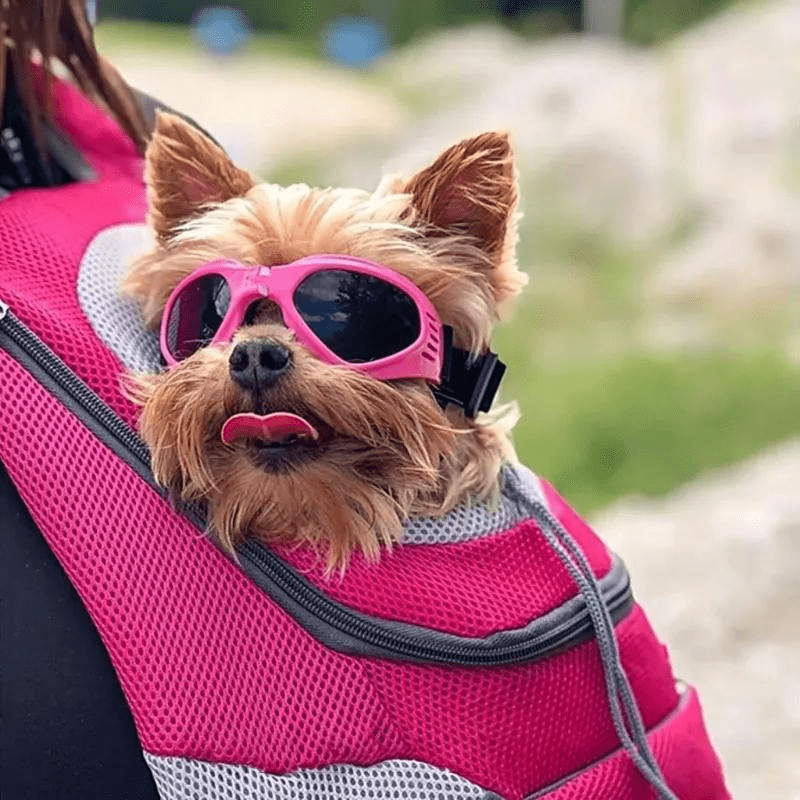 Lunette de soleil pour chien yorkshire