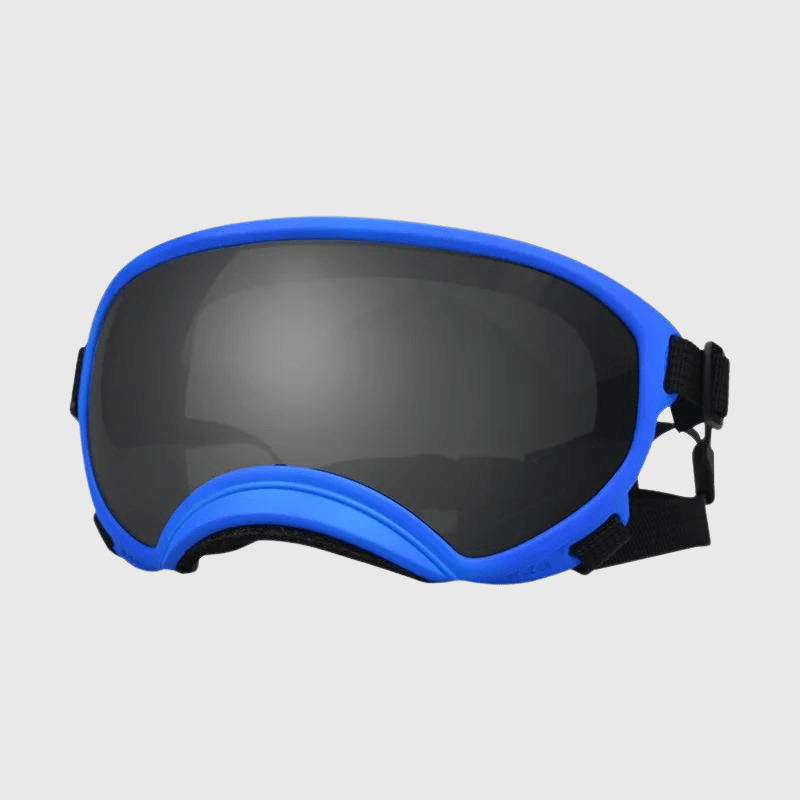 Lunette moto pour chien bleu sombre
