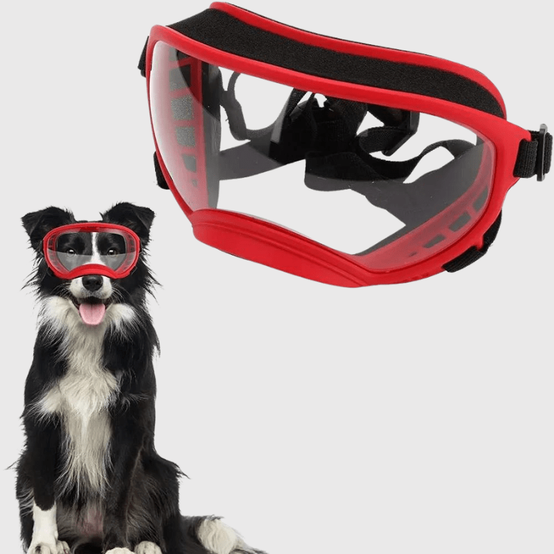 Lunette moto pour chien border collie