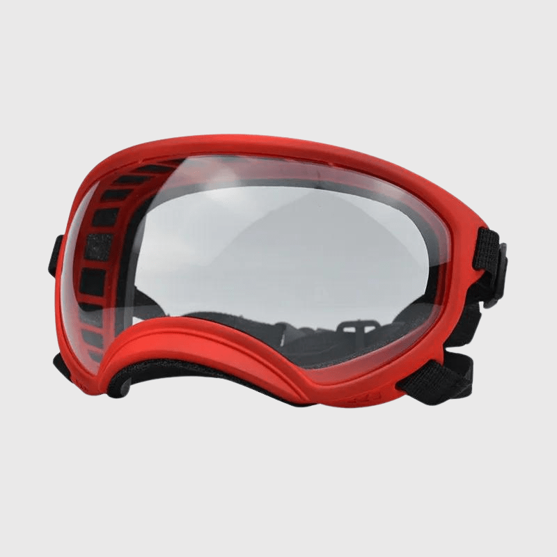 Lunette moto pour chien transparent