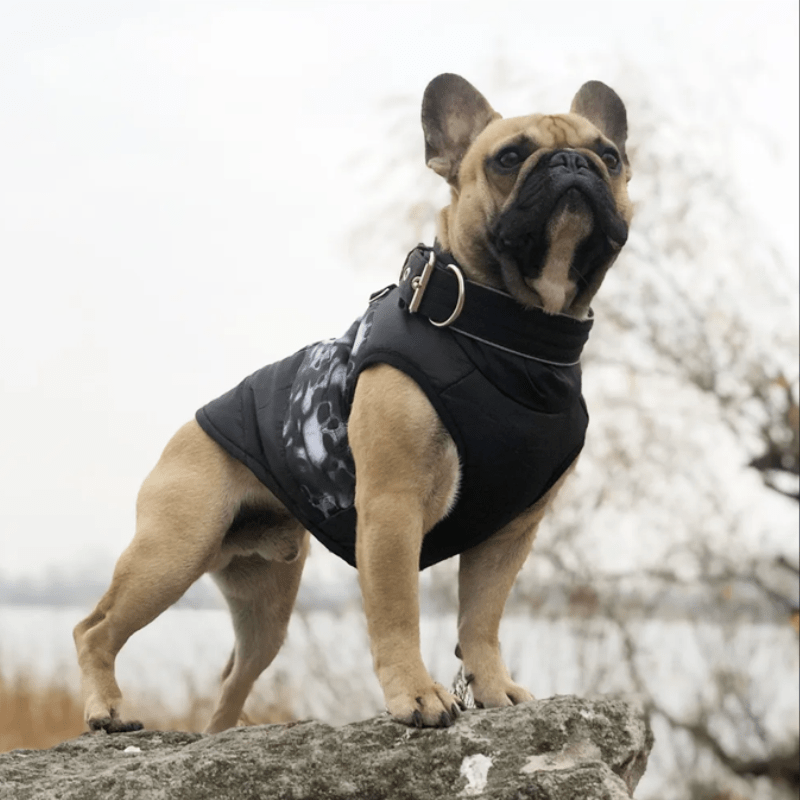 Manteau pour chien staffie bouledogue