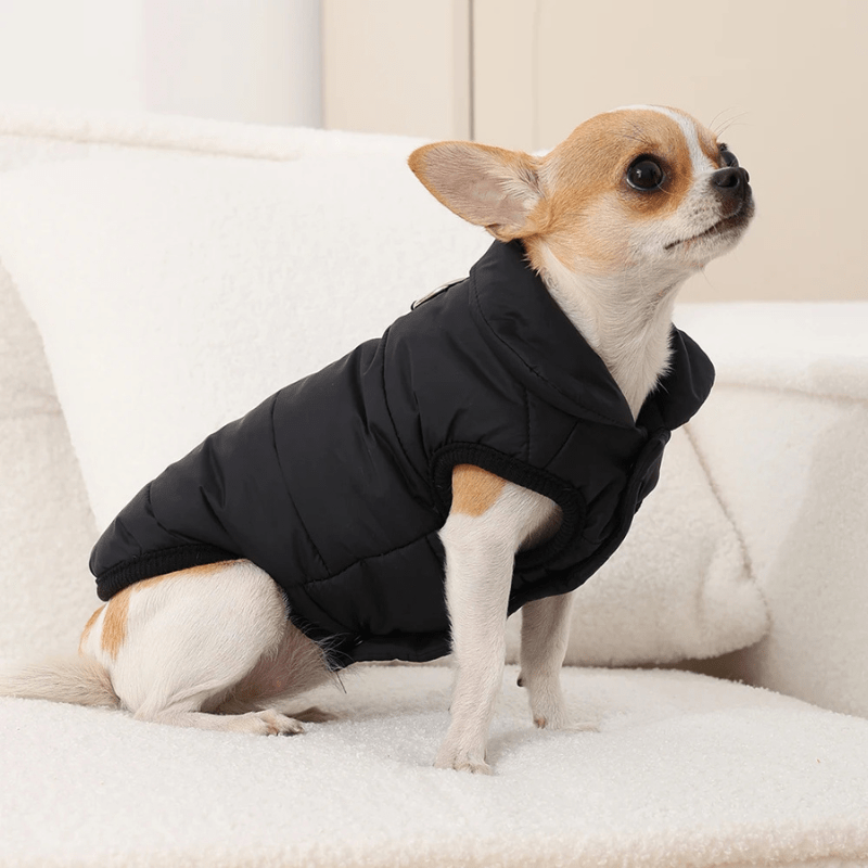Manteau pour petit chien canape