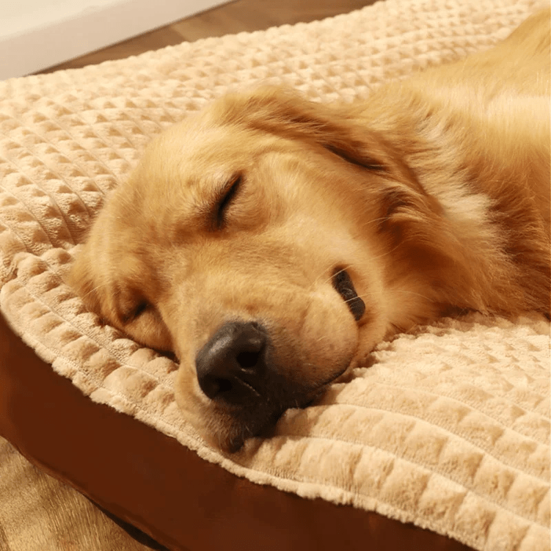 Matelas pour chien xxl 2025