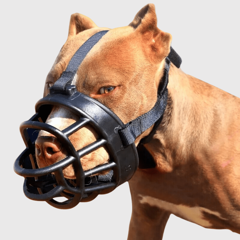 Muselière pour grand chien rouge amstaff