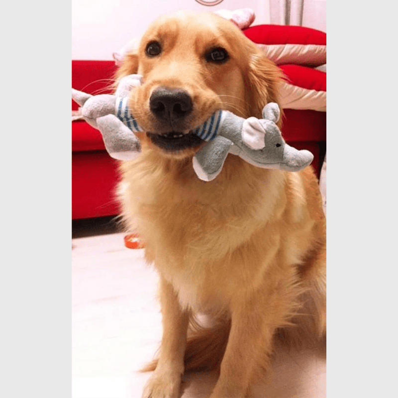 Peluches longues pour chien labrador