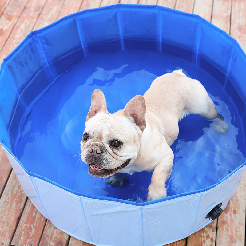 Piscine rigide pour grand chien exemple