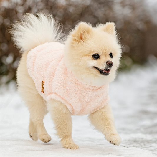 Pull en laine pour chien