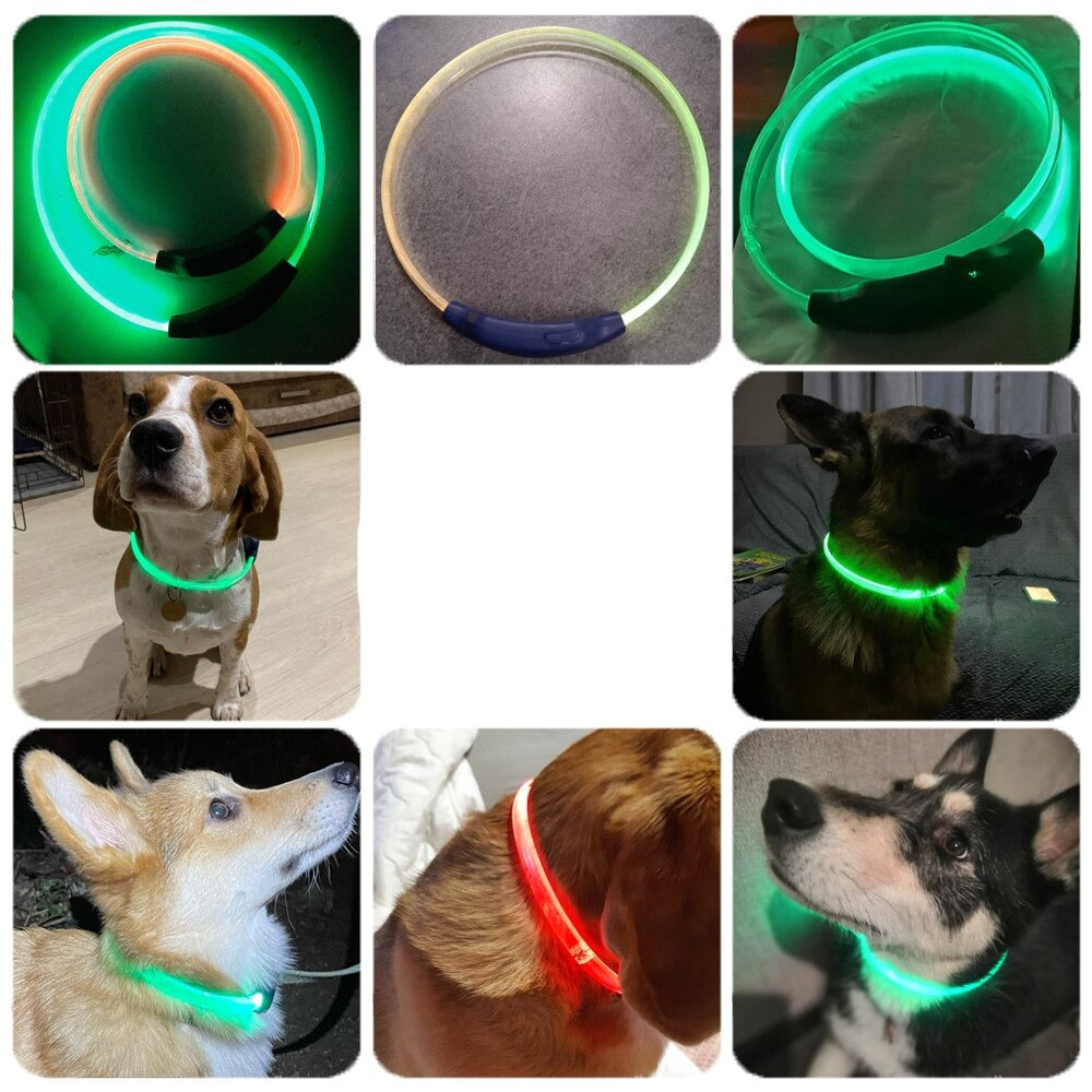 collier fluo pour chien exemple chien