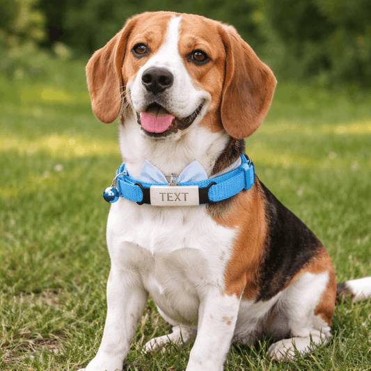 collier personnalisé pour chien avec nœud papillon - Paradis Chien