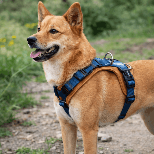 harnais résistant pour chien - Paradis Chien