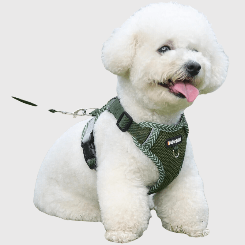 harnais ajustable pour chien caniche