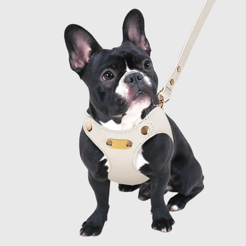 Harnais chien cuir bouledogue