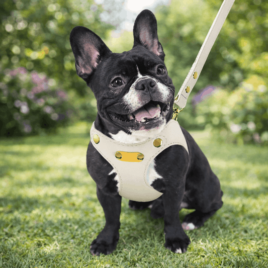 harnais chien cuir