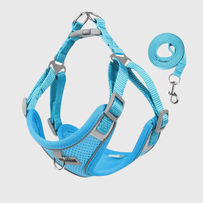 harnais confort chien bleu