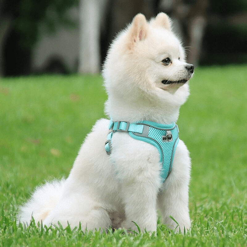 harnais confort chien somyede