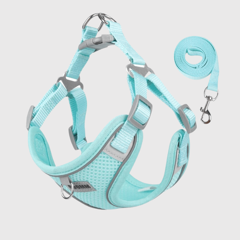 harnais confort chien vert bleu