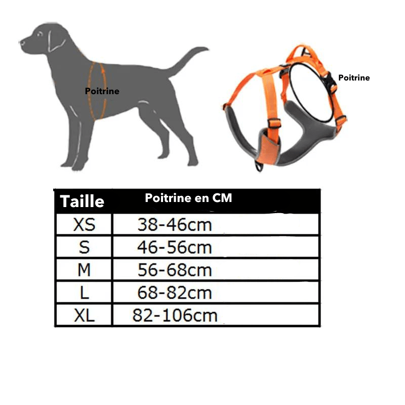 harnais éducatif chien taille