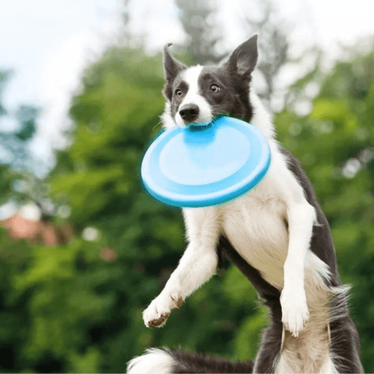 jouet pour chien grand frisbee border collie