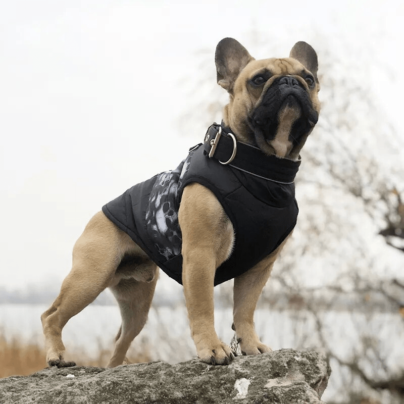 manteau de pluie pour chien bouledogue