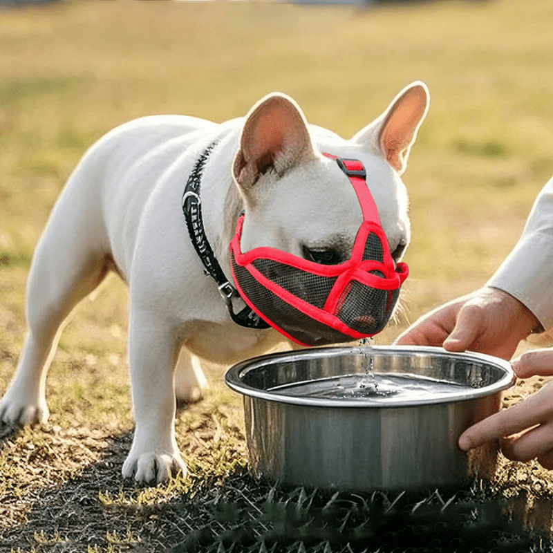 museliere bouledogue français boire eau