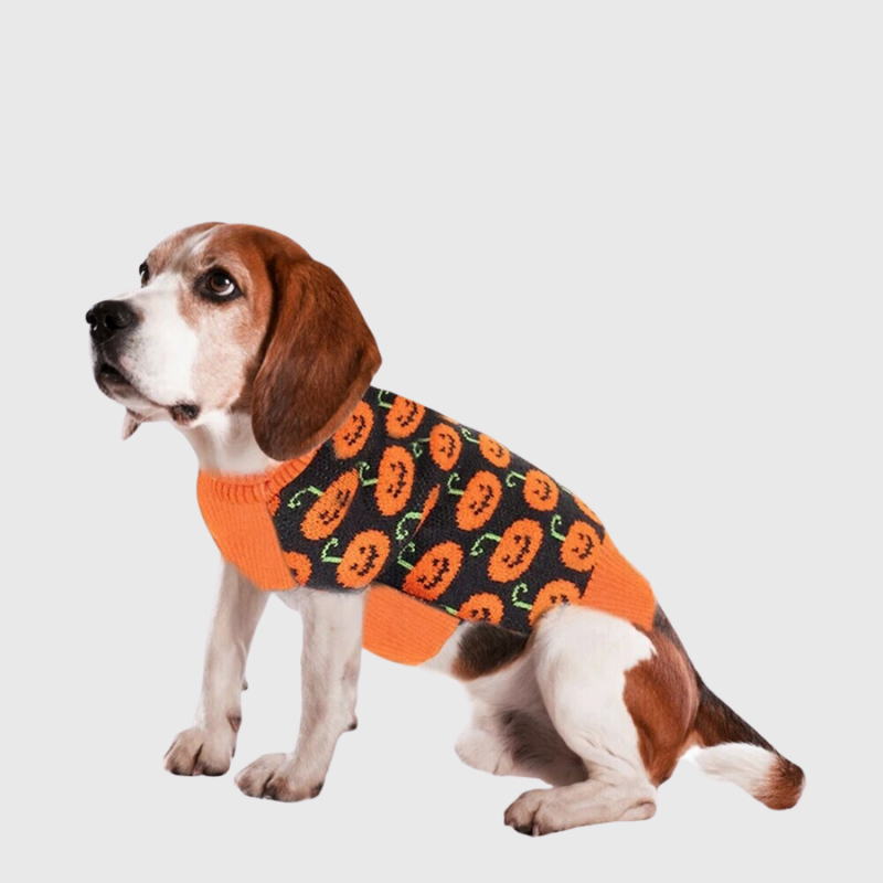 pull Halloween pour chien chien de chasse