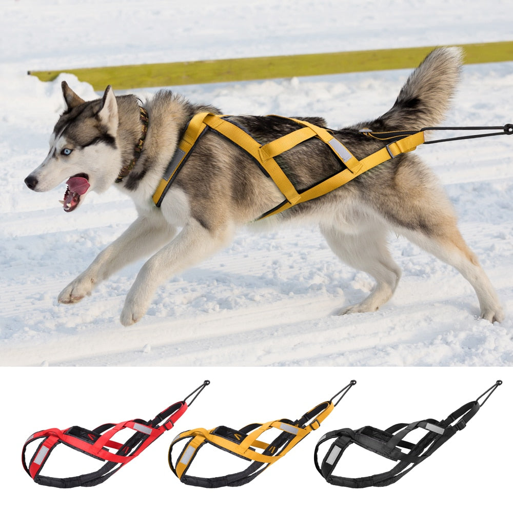Harnais chien Canicross modele sur husky