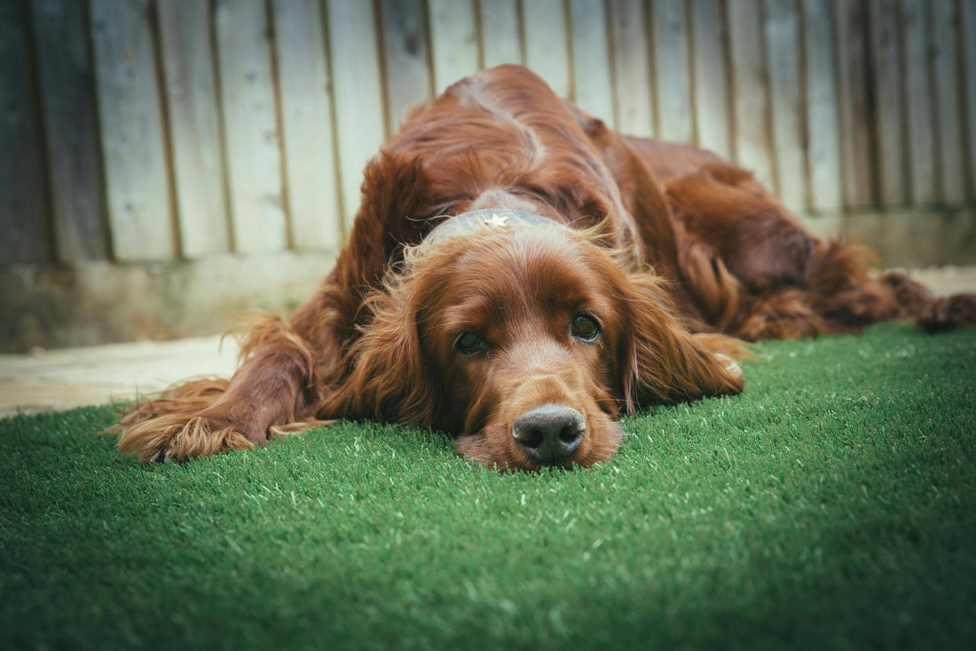 Combien de temps un chien peut rester sans manger ?