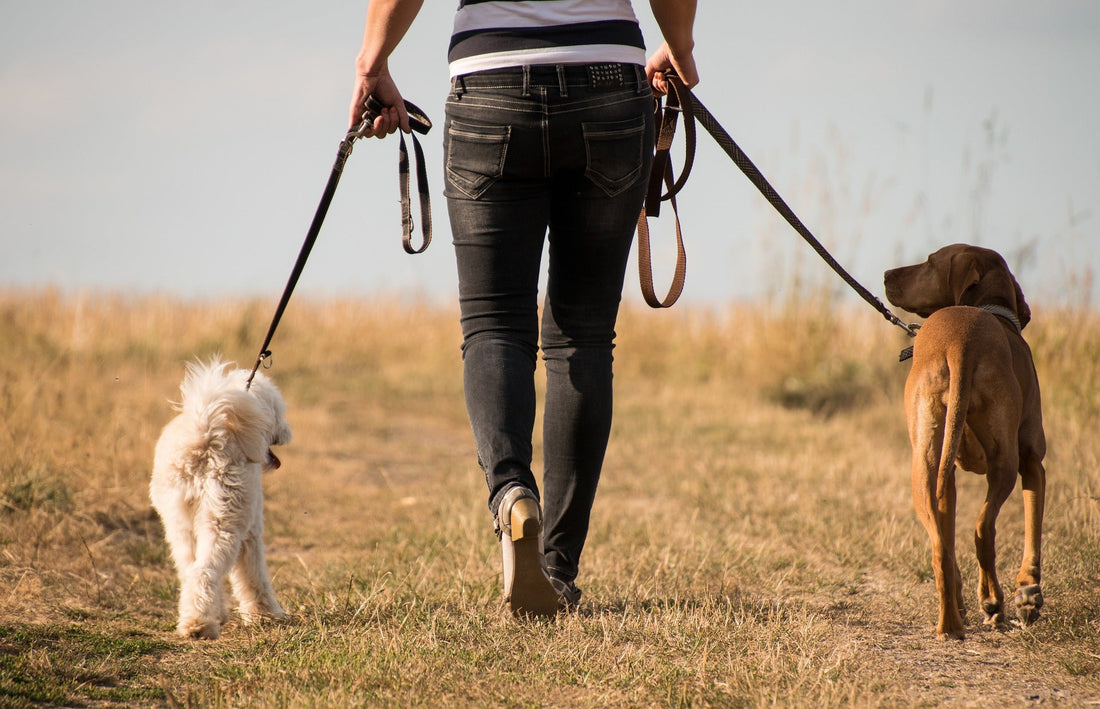 chien en laisse avec son maitre a proximité