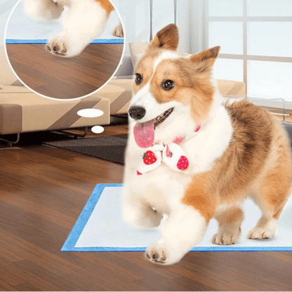 Aleses jetables pour chiens​ corgi