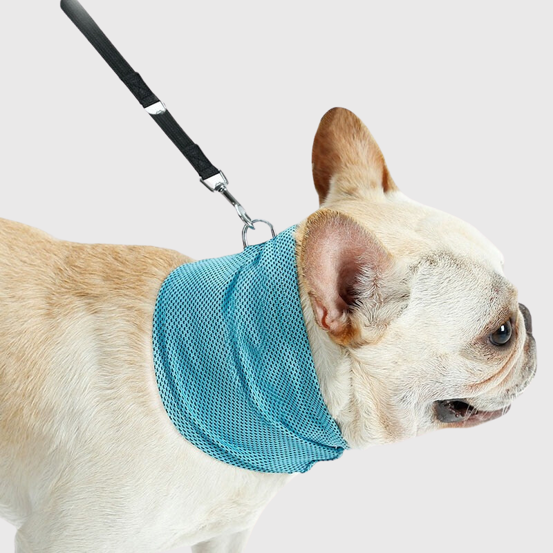 Bandana rafraichissant pour chien avec le foulard bleu