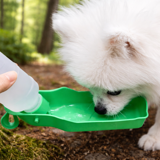 Biberon distributeur d'eau pour chien