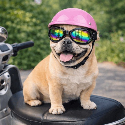 Casque de moto multicouleur pour chien