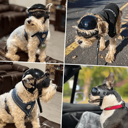 Casque de moto chien avec des lunettes Colorés exemple sur chiots