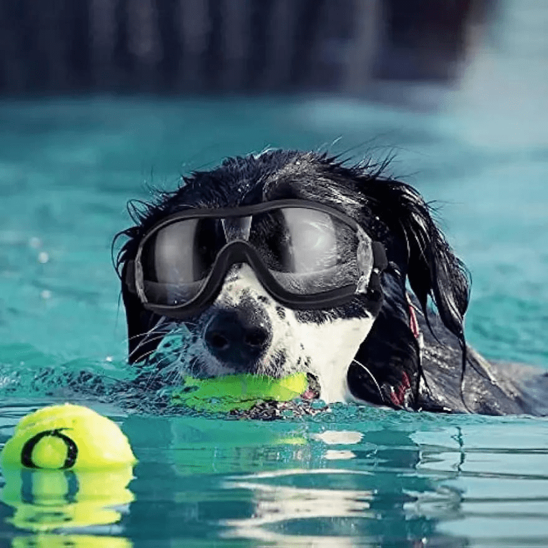 Casque et lunette de moto Noir pour chien psicine