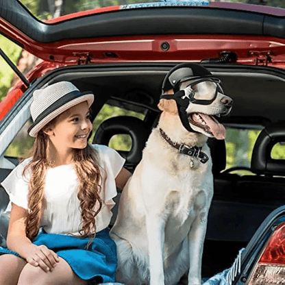 Casque et lunette de moto Noir pour chien voiture