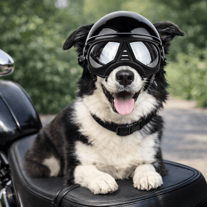 Casque et lunette moto pour chien berger