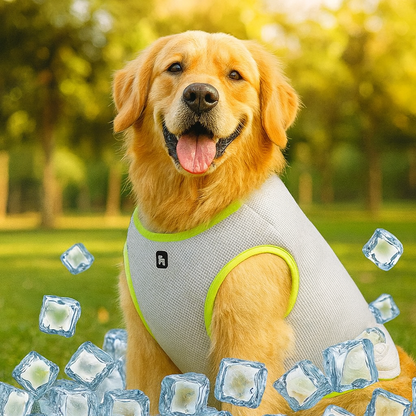 Gilet rafraîchissant pour chien