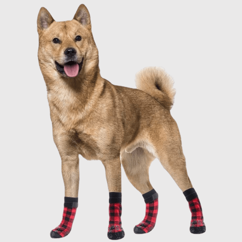 Chaussettes protection pour chien modele sur le chien
