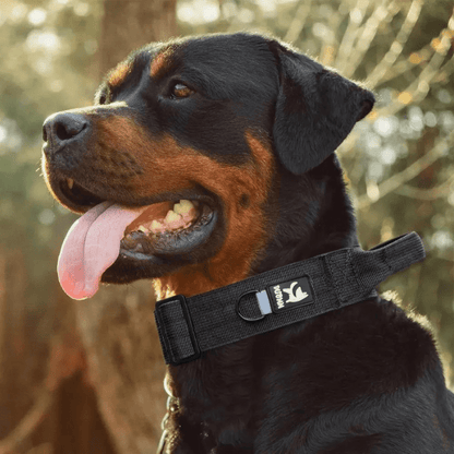 Collier avec poignée pour chien rott