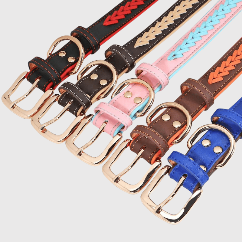 Collier chien corde attache