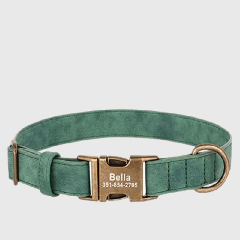 Collier chien grave vert