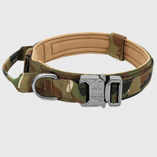 Collier chien militaire couleur