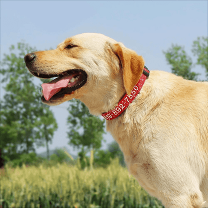 Collier cousu personnalisable pour chien labrador