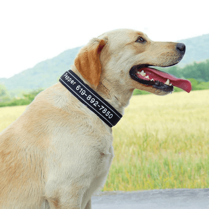 Collier de Chasse pour Chien exterieur