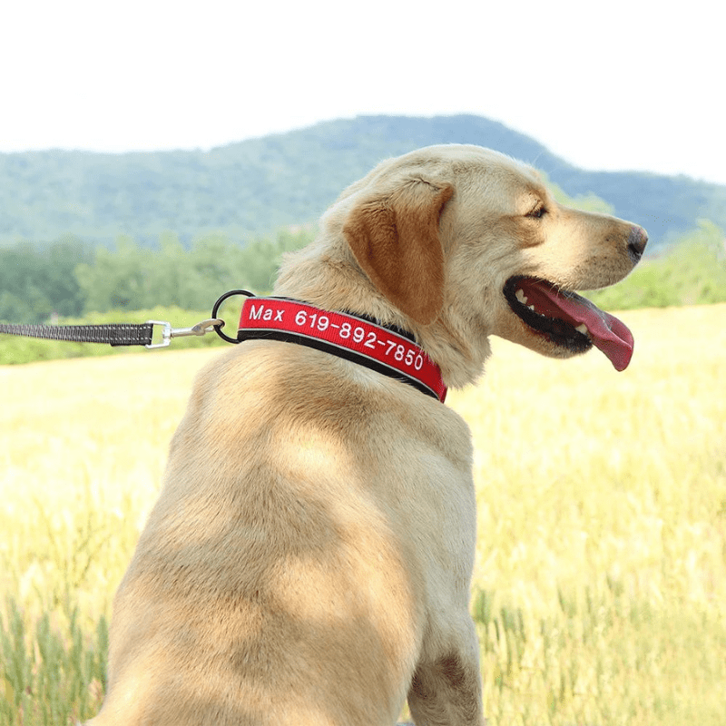 Collier de Chasse pour Chien labrador