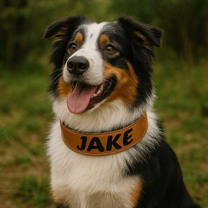 Collier en cuir pour chien personnalisé berger australien
