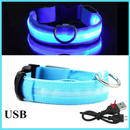 Collier fluo pour chien bleu