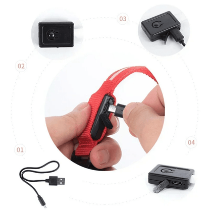 Collier fluo pour chien details